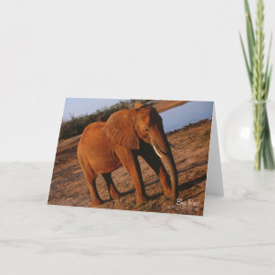 Carte de voeux Big Red Elephant