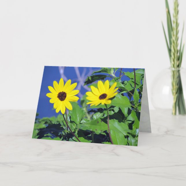 Carte de voeux Black Eyed Susan (Devant)