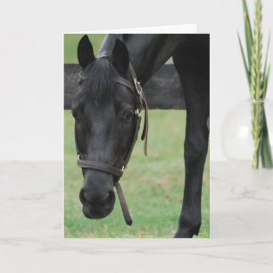 Carte de voeux Black Horse