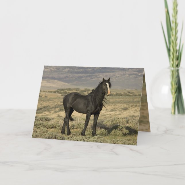 Carte de voeux Black Stallion Wild Horse (Devant)