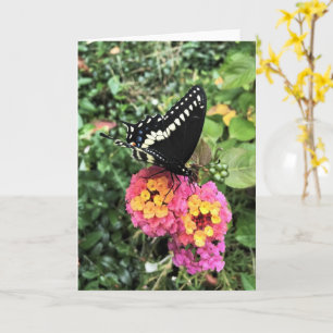 Carte de voeux - Black Swallowtail sur Lantana