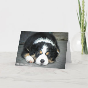 Carte de voeux Black Tri Australian Shepherd