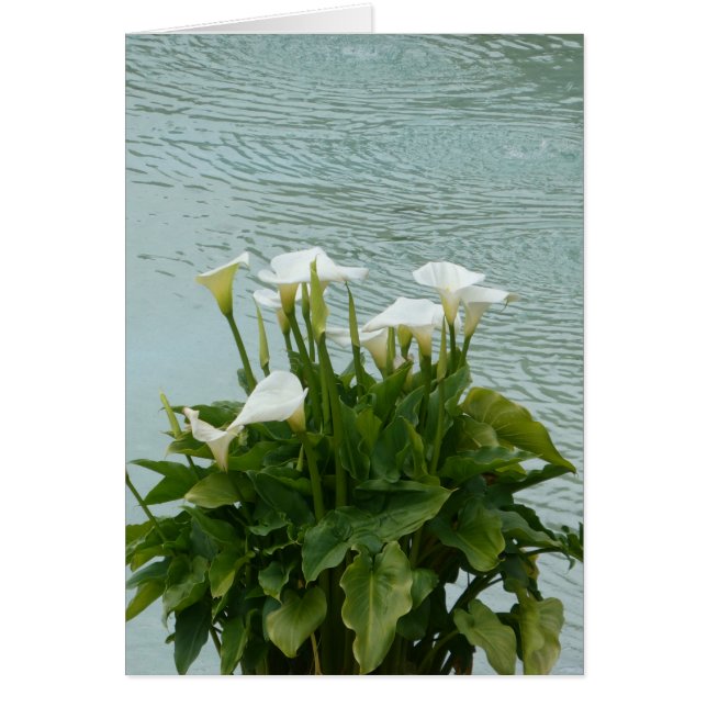 Carte de voeux blanche Calla Lilies et Water Blank (Devant)