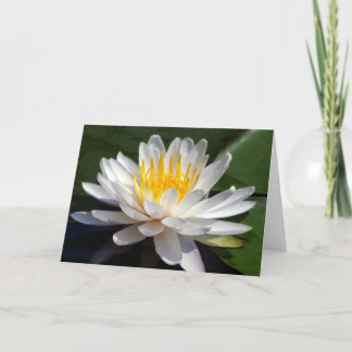Carte de voeux blanche de blanc de nénuphar
