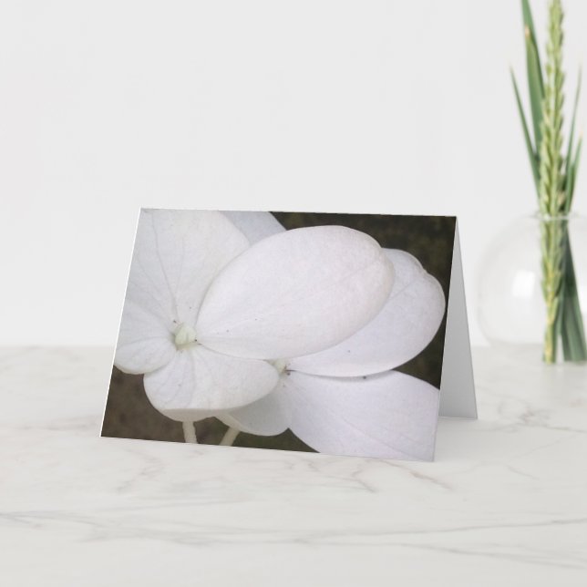 Carte de voeux blanche de fleurs d'hortensia de (Devant)