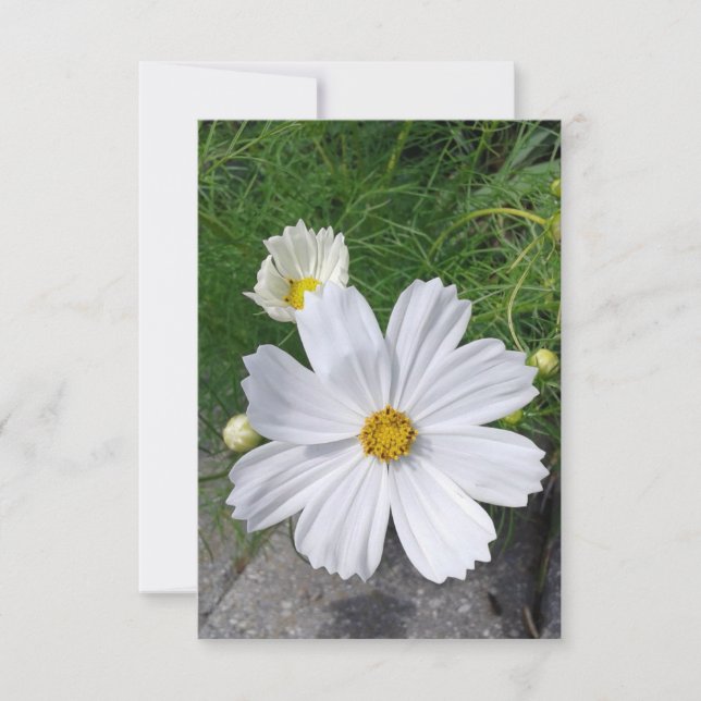 Carte de voeux blanche Fleurs Cosmos (Devant)