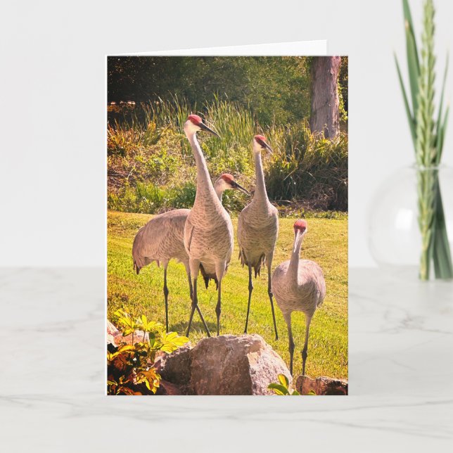 Carte de voeux blanche Grues Sandhill (Devant)