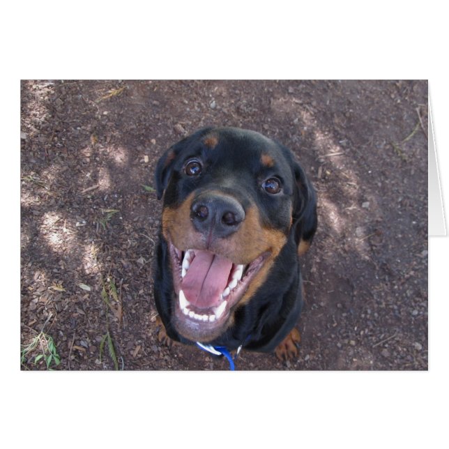 Carte de voeux blanche Heidi Happy Rottweiler (Devant horizontal)