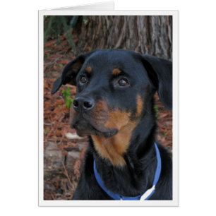 Carte de voeux blanche Heidi Rottweiler