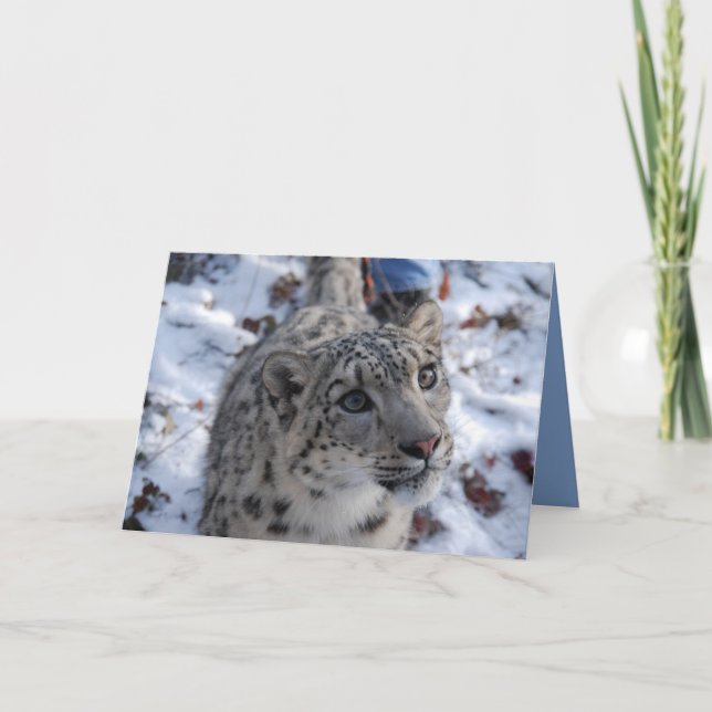 Carte de voeux blanche léopard de neige (Devant)