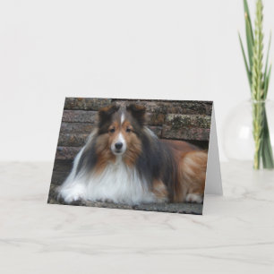 Carte de voeux blanche Sheltie
