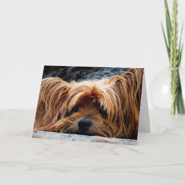 Carte de voeux blanche Yorkshire Terrier (Devant)