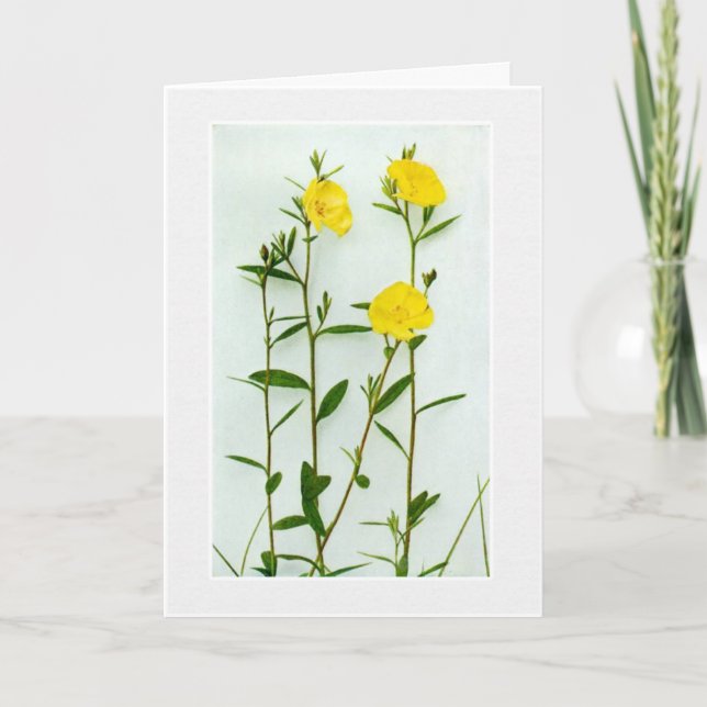 Carte de voeux Blank Yellow poppies (Devant)