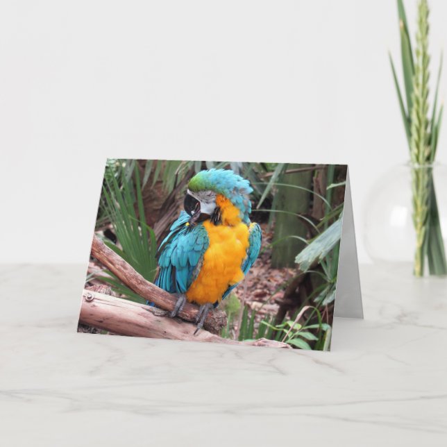 Carte de voeux Blue and Gold Macaw (4436) (Devant)