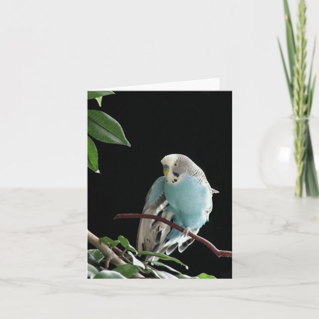 Carte de voeux Blue Budgie, carte de voeux Parakee (Devant)