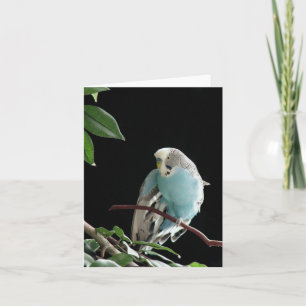 Carte de voeux Blue Budgie, carte de voeux Parakee