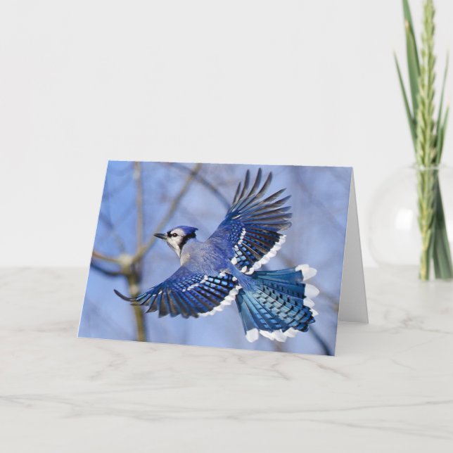 Carte de voeux Blue Jay en vol (Devant)