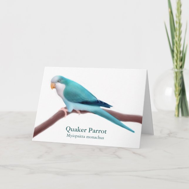 Carte de voeux Blue Quaker Parrot (Devant)