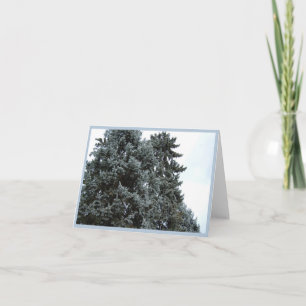 Carte de voeux Blue Spruce Trees