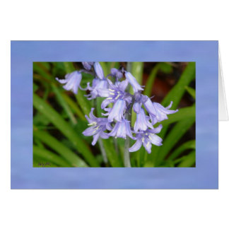 Carte de voeux Bluebells of Spring AH2008