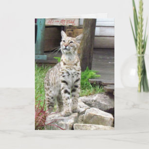 Carte de voeux Bobcat