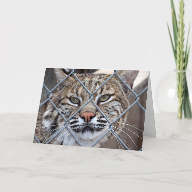 Carte de voeux Bobcat Lynx Wild Cat (Devant)