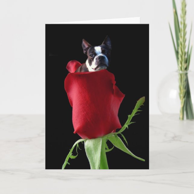 Carte de vœux Boston Terrier rose rouge (Devant)