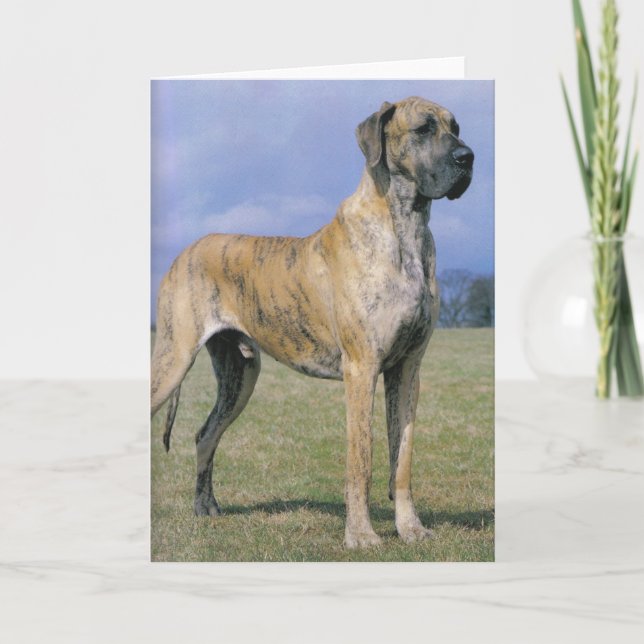 Carte de voeux Brindle Great Dane (Devant)