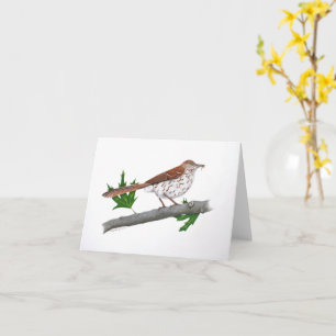 Carte de voeux Brown Thrasher