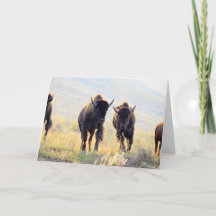 Carte de voeux Buffalo Running