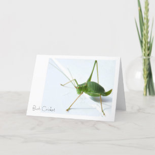 Carte de voeux Bush Cricket