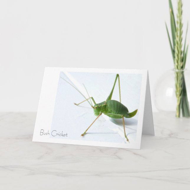 Carte de voeux Bush Cricket (Devant)