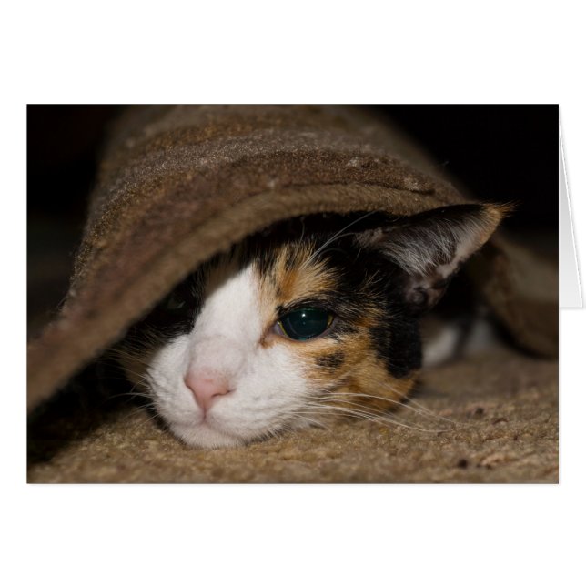 Carte de voeux Calico Taco (Devant Horizontal)