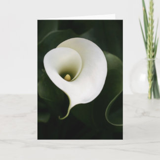 Carte de voeux Calla Lily (pas de frontière)