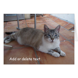Carte de voeux Cat Photographie