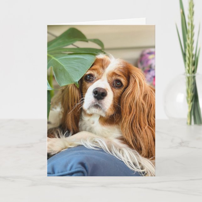 Carte de vœux Cavalier King Charles (Devant)