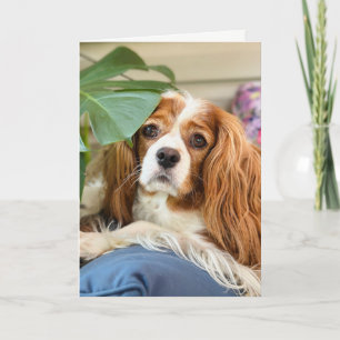 Carte de vœux Cavalier King Charles