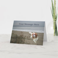 Carte de voeux Cavalier King Charles Spaniel