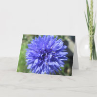 Carte de vœux - Centaurée bleue ciel Bouton d'amou