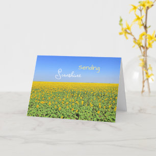Carte de vœux champ de tournesols Sending Sunshine
