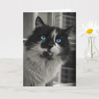Carte de vœux Chat aux yeux bleus Âme d'Azur