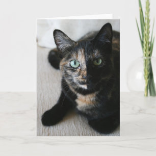 Carte de voeux : Chat de moka