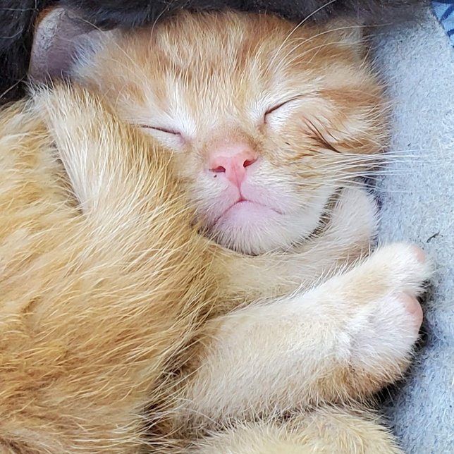 Carte de voeux - Chaton couché (Créateur téléchargé)