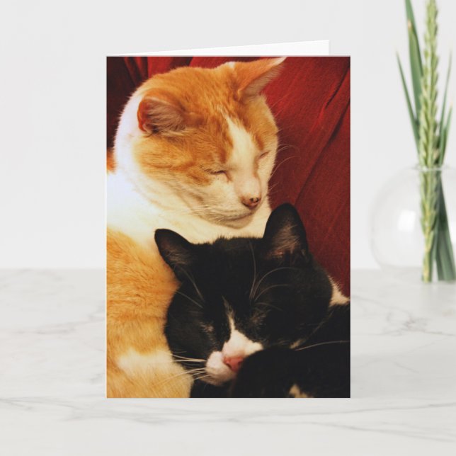 Carte de voeux : Chats de rêve doux (Devant)