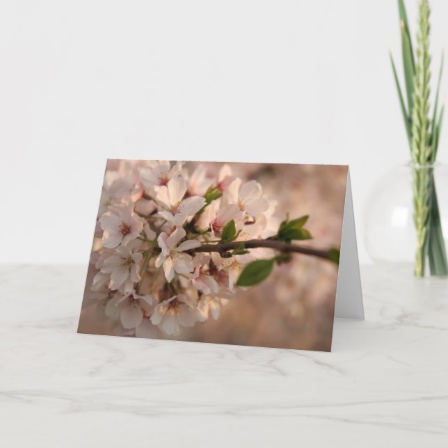 Carte de voeux Cherry Blossom (Devant)
