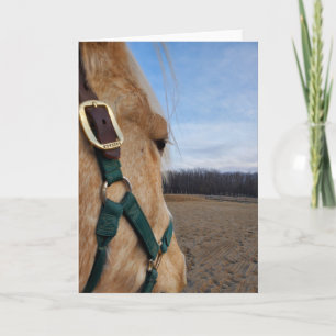 Carte de voeux Cheval