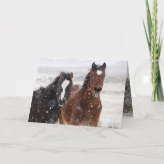 Carte de voeux Cheval Sauvage Colts de neige
