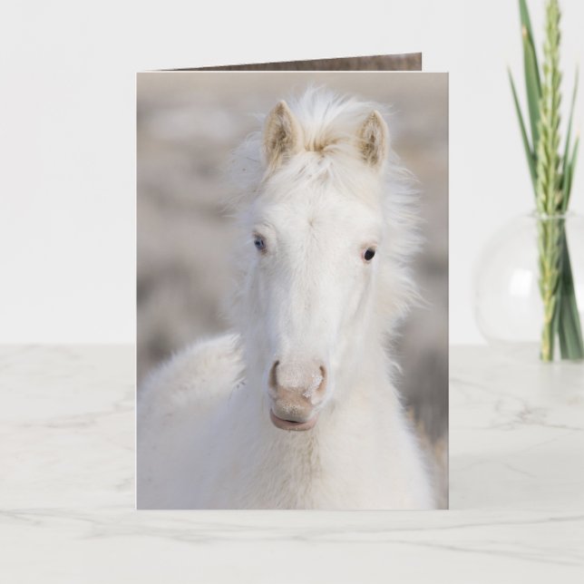 Carte de voeux Cheval Wild Colt neige (Devant)