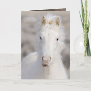 Carte de voeux Cheval Wild Colt neige