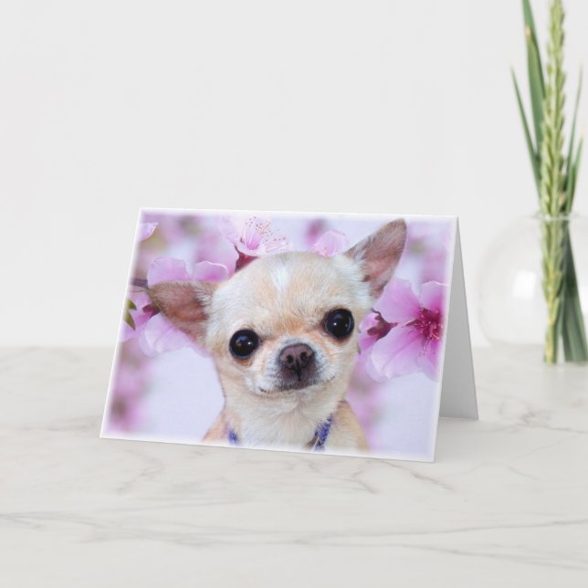 Carte de voeux Chihuahua (Devant)